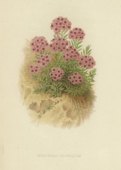 Aethionema pulchellum - English School