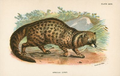 Civette africaine - English School