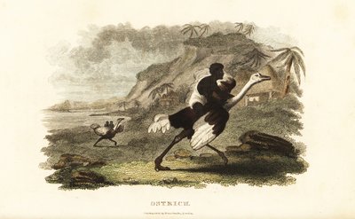 Hommes et garçons africains chevauchant des autruches apprivoisées dans une usine française près de Podor, Sénégal - English School