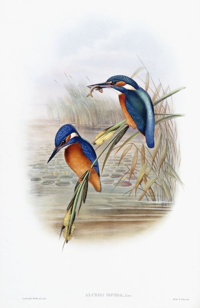Alcedo Ispida (Martin-pêcheur) - English School