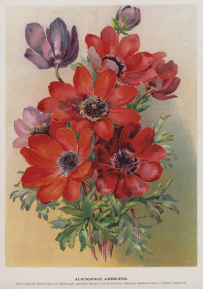 Anémones d