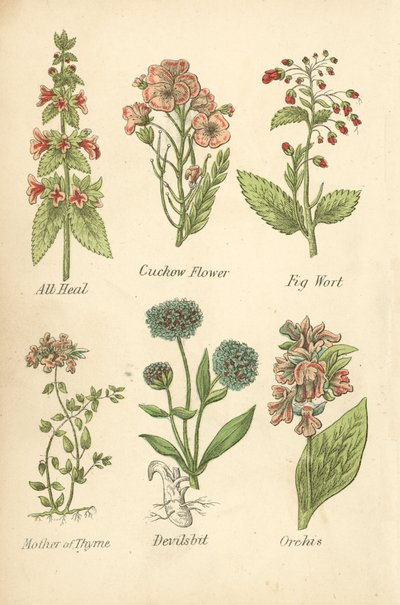 Guérisseur, Fleur de coucou, Scrofulaire, Mère du thym, Scabieuse, Orchis - English School