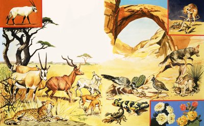 Toutes sortes de créatures du désert - English School