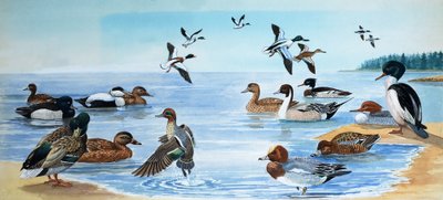 Toutes sortes de canards - English School