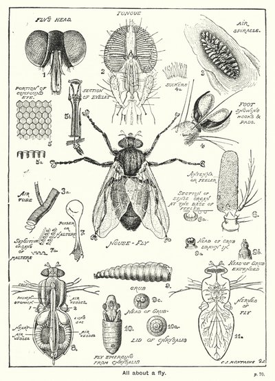 Tout sur une mouche - English School