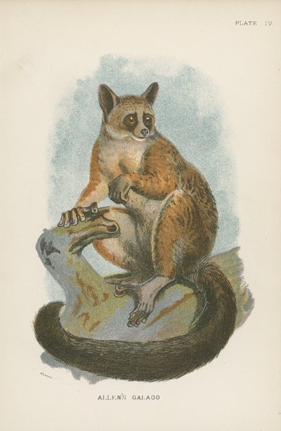 Galago d