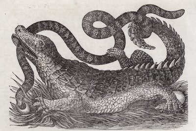 Alligator - English School