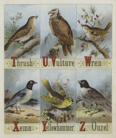 Alphabet des oiseaux - English School