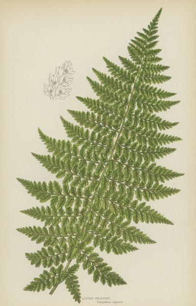 Polypode alpin - English School