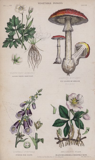 Renoncule des Alpes; Champignon Brun; Digitale Pourpre; Hellébore Noir ou Rose de Noël (gravure en couleur) - English School