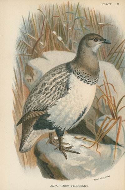 Faisan des neiges de l