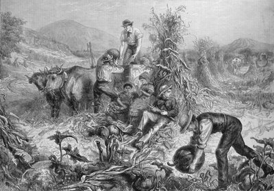 Agriculture américaine : Récolte de citrouilles et égrenage de maïs, tiré de 