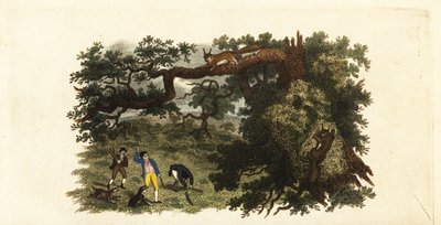 Colons américains jetant des bâtons sur des écureuils gris dans les arbres - English School