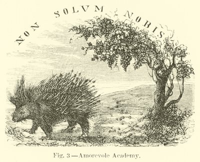 Académie Amorevole - English School
