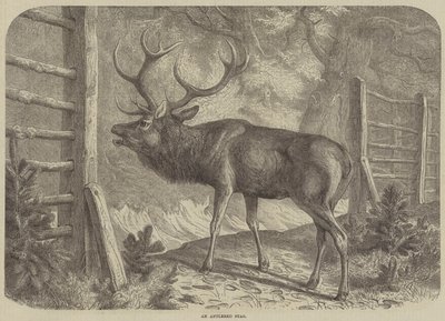 Un Cerf avec des bois (gravure) - English School