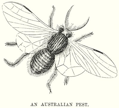 Un parasite australien (gravure) - English School