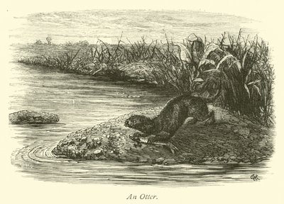 Une loutre - English School