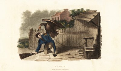 Un aigle attaquant son gardien en vengeance pour une flagellation une semaine auparavant - English School