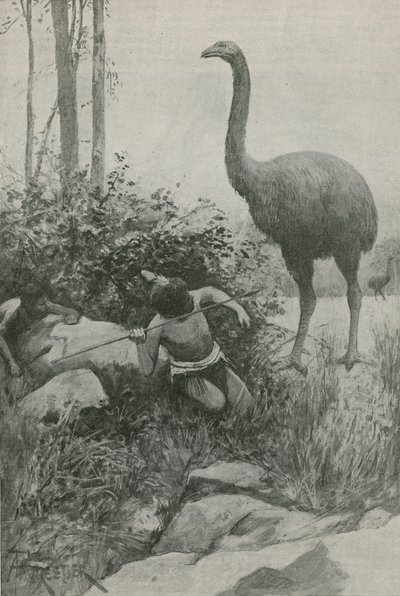 Un habitant éteint de la Nouvelle-Zélande - English School