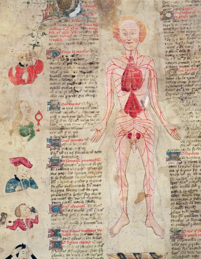 Diagramme anatomique, de De arte phisicali e de cirugia par John Arderne, 1412 - English School