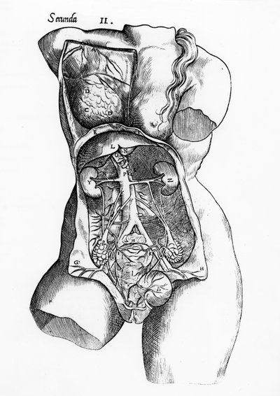 Étude anatomique du corps féminin - English School