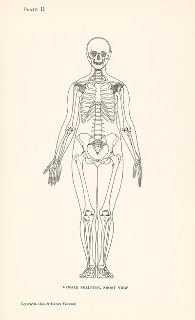 Anatomie : Squelette féminin, vue de face (litho) - English School