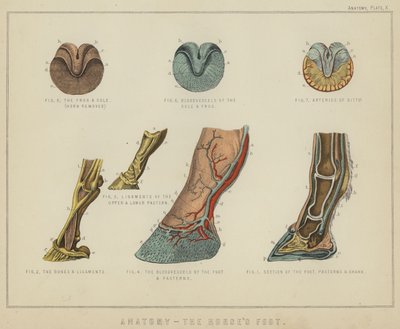 Anatomie, le pied du cheval - English School