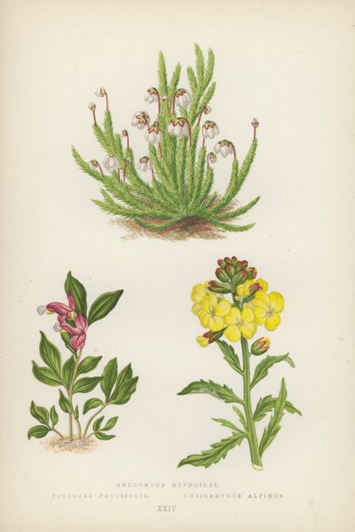 Andromeda Hypnoides; Polygala Paucifolia; Cheiranthus Alpinus - English School