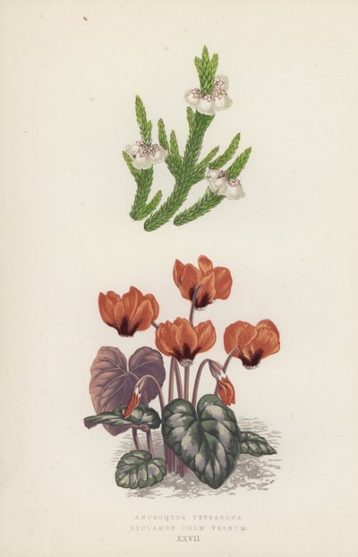 Andromeda Tetragona; Cyclamen Coum Vernum - English School