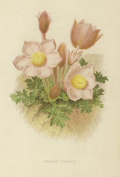 Anémone vernale - English School