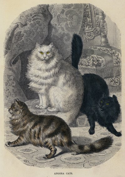 Chats angoras - English School
