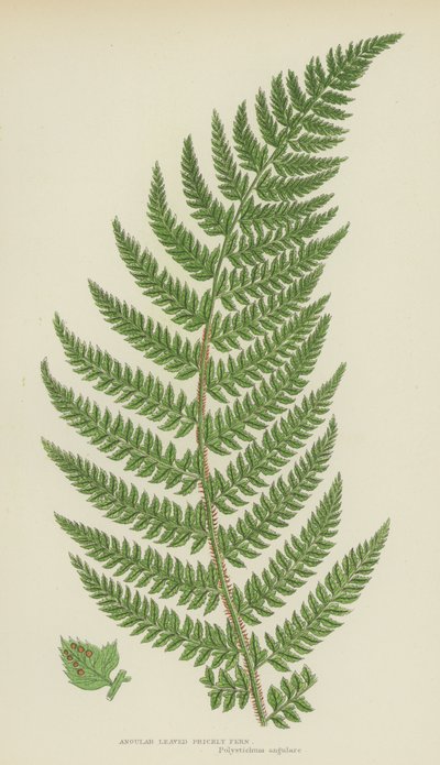 Fougère angulaire à feuilles épineuses (lithographie en couleur) - English School