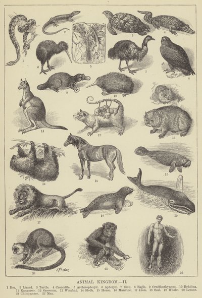 Règne animal (gravure) - English School