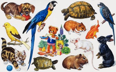 Montage animal - English School