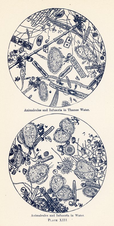 Animalcules et infusoires dans l