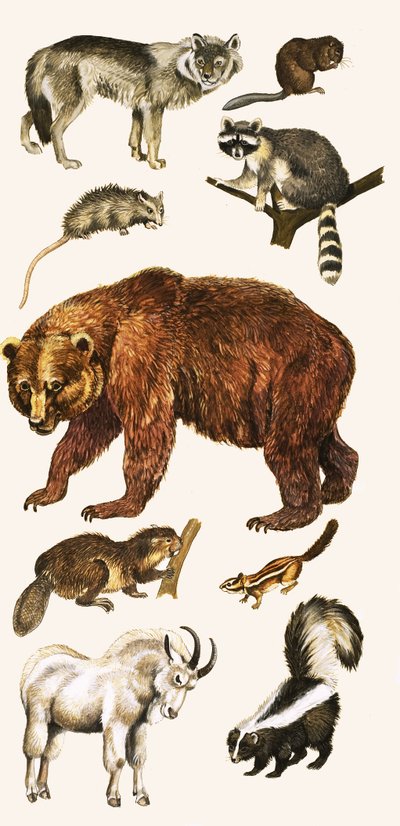 Animaux et oiseaux du Canada - English School