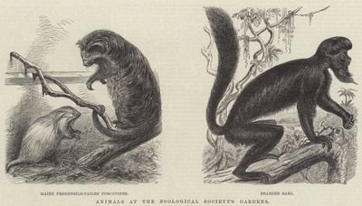 Animaux aux jardins de la Société zoologique (gravure) - English School