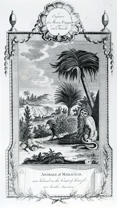 Animaux de Maragnan, illustration tirée des Voyages et Voyages de Moore - English School