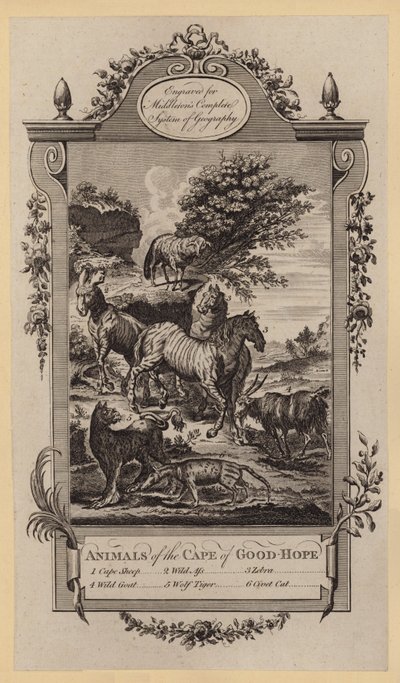 Animaux du Cap de Bonne-Espérance - English School