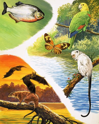 Animaux que vous pourriez trouver au Brésil - English School