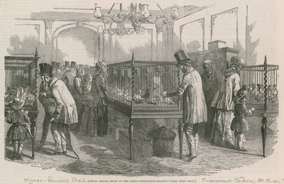 Exposition annuelle de pigeons de la Société Philio-Peristeron - English School