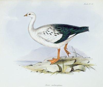 Anser Melanopterus, de La Zoologie du Voyage du H.M.S. Beagle 1832-36, par Charles Darwin (1809-92), 1840 - English School