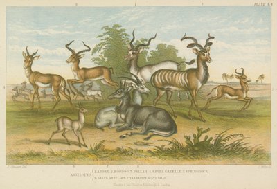 Antilopes (gravure en couleur) - English School