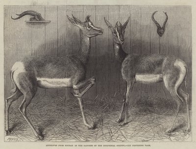 Antilopes du Soudan, dans les Jardins de la Société Zoologique - English School