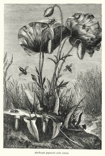 Anthocopa papaveris et Nids - English School