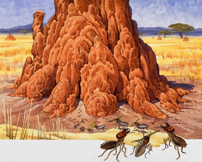 Fourmis et fourmilière - English School