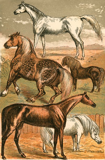 Cheval arabe, cheval de trait, cheval de course, poney Shetland et poney - English School