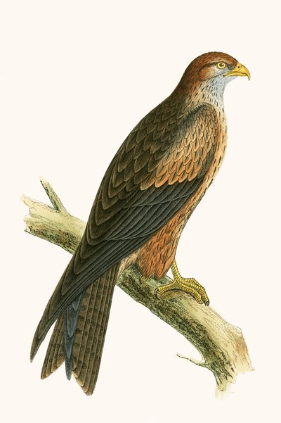 Cerf-volant arabe, illustration de 
