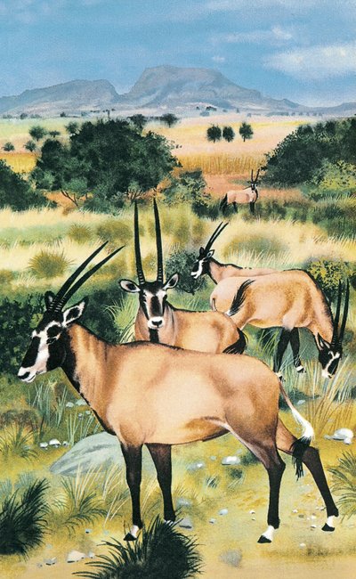 Oryx d