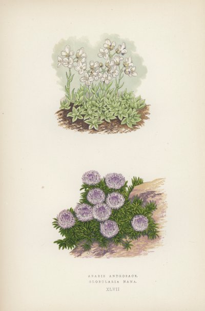 Arabis Androsace; Globularia Nana - English School